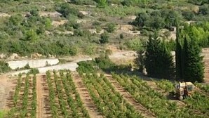 A vineyard with rows of grapevines and a hillside in the background. - Villa w/Lg Private Pool In Beautiful Languedoc-Roussillon Countryside-WiFi (Durban-Corbières)