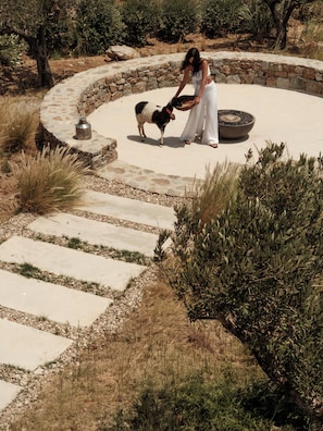 A stone pathway leading to a circular stone structure with a central fire feature, surrounded by greenery and a dog.