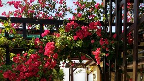 Un espacio al aire libre techado con una estructura de pérgola, un sendero y vista al mar.