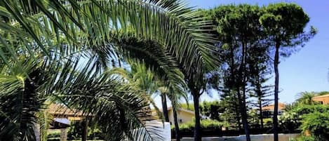 A pool area with lounge chairs and palm trees.