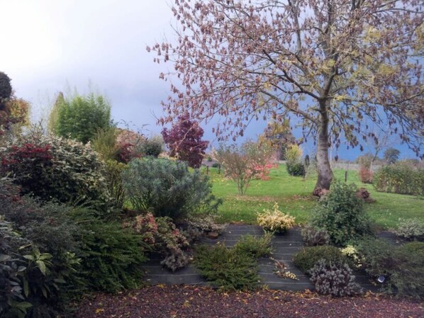 A garden with various shrubs and a tree.