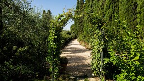 A gravel path flanked by dense greenery and tall trees, leading into a forested area.