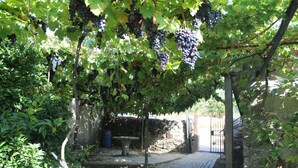 Viñedo con parras y un sendero empedrado.