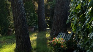 Ein Garten mit hohen Bäumen, einer hölzernen Bank und Topfpflanzen.