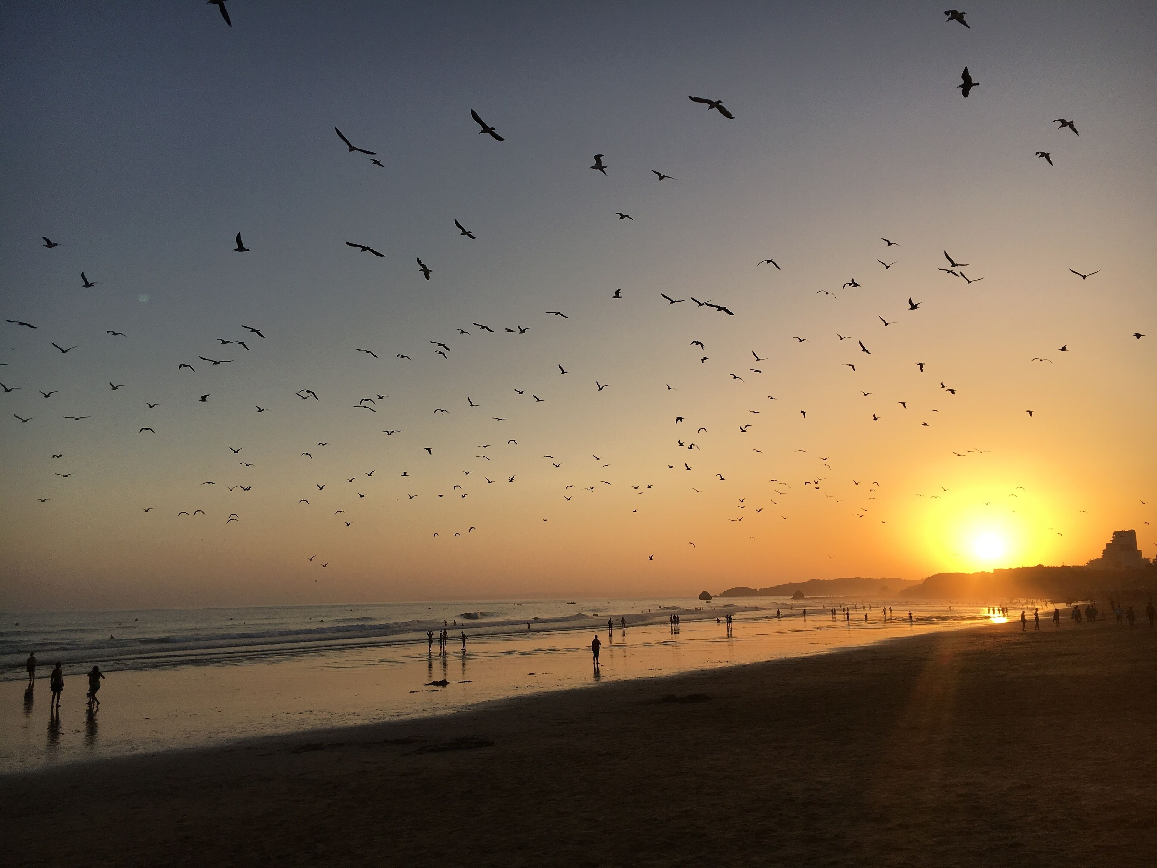 A beach scene with a sunset, birds flying, and people walking along the shore.