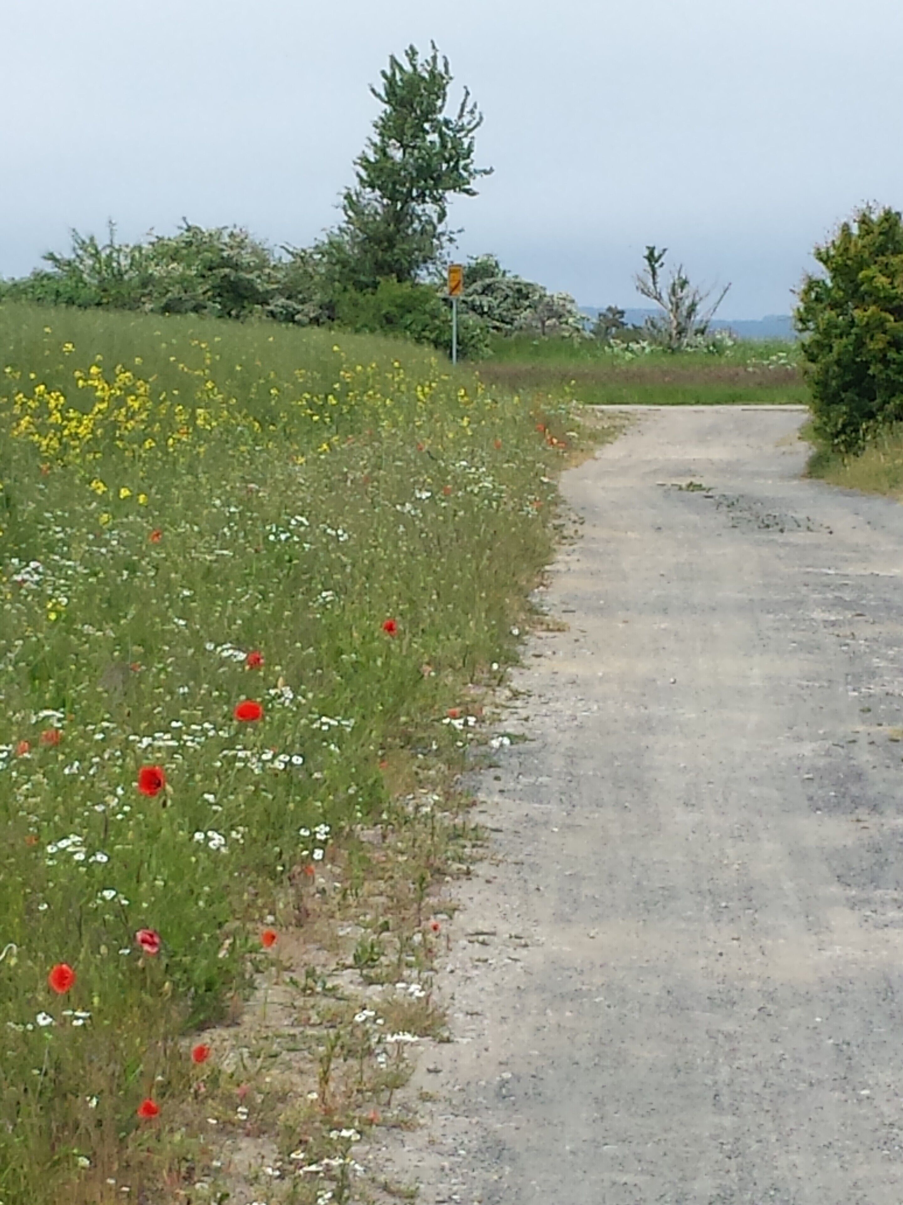 Un chemin de terre qui traverse la campagne, bordé de fleurs sauvages et d’arbres.
