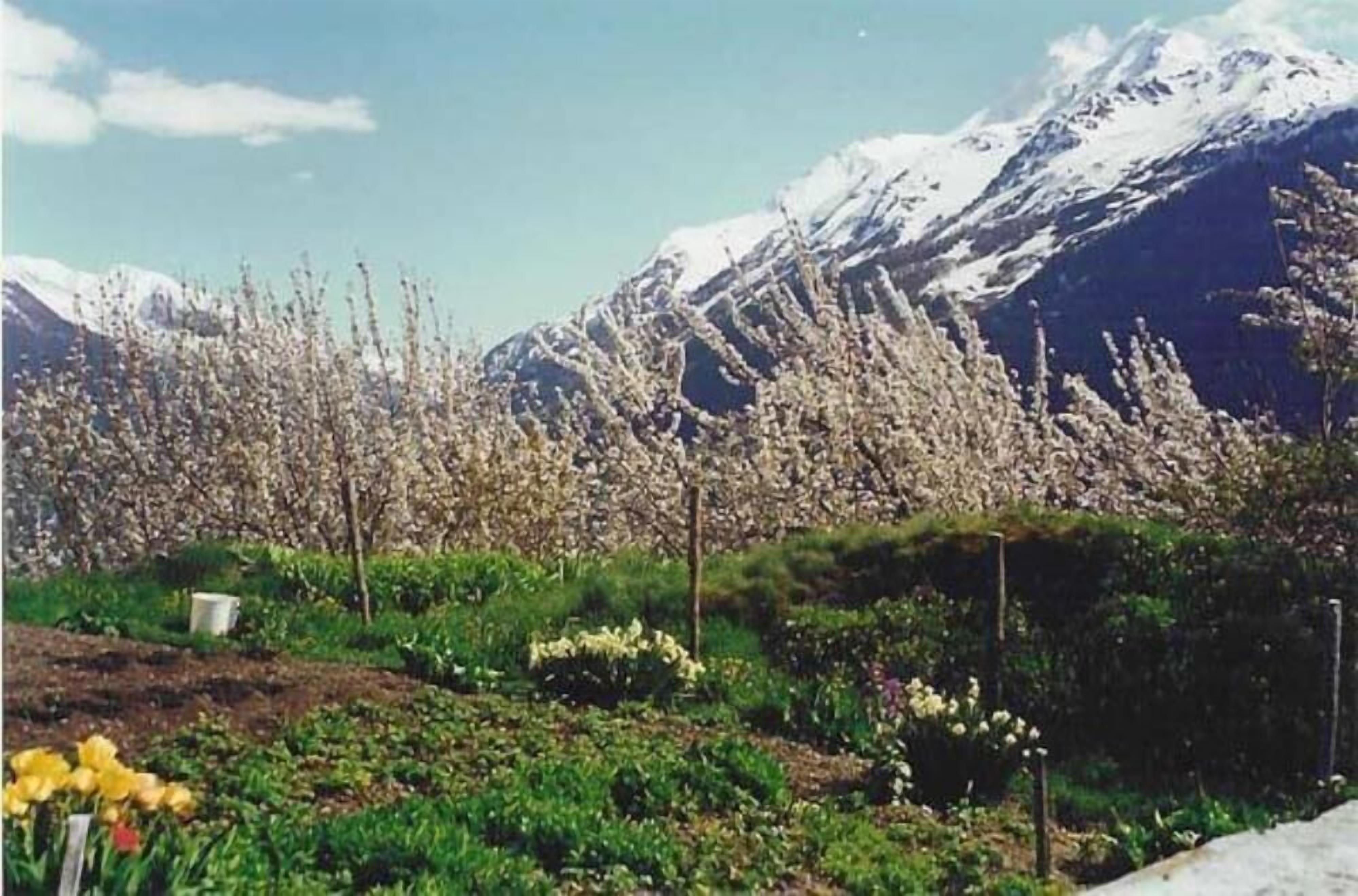 A garden with flowering plants and a mountain backdrop.