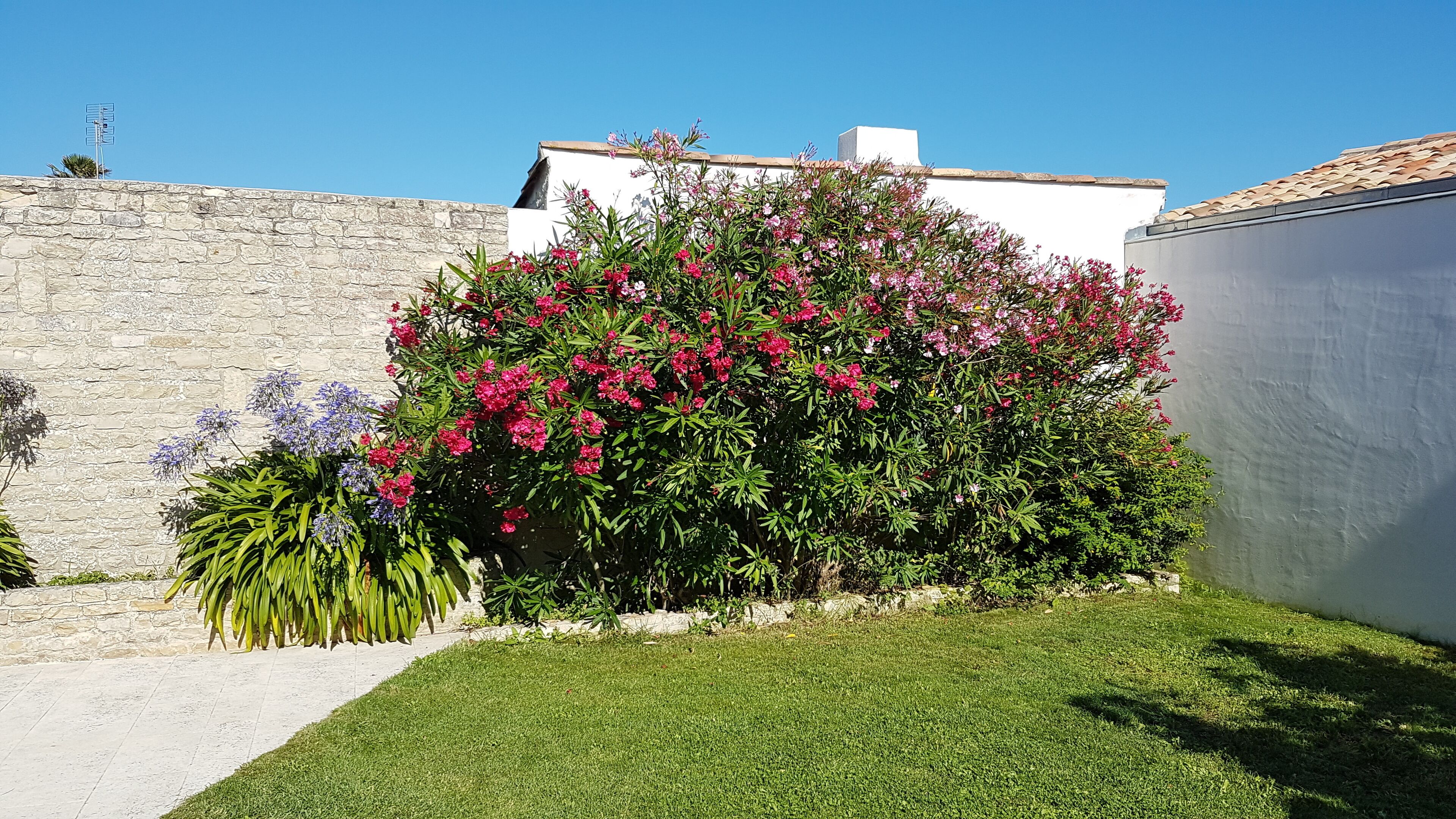 lauriers du jardin