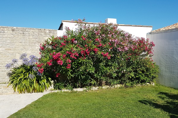 lauriers du jardin