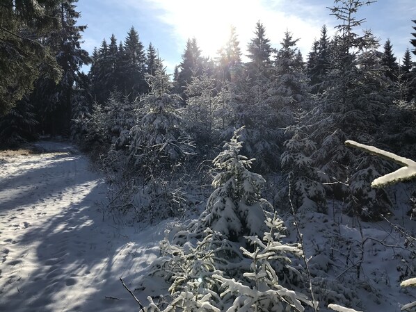 A snowy forest scene with dense evergreen trees and a clear path. - Ferienhaus-Aschberg, A house to feel good in; great view and lots of space (Klingenthal)