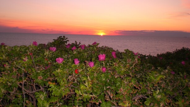 A sunset over the ocean with pink flowers in the foreground. - Lone-standing vacation home with a large garden in a peaceful location (Niedersachsen)