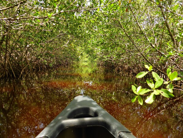 A kayak navigating through a mangrove forest.