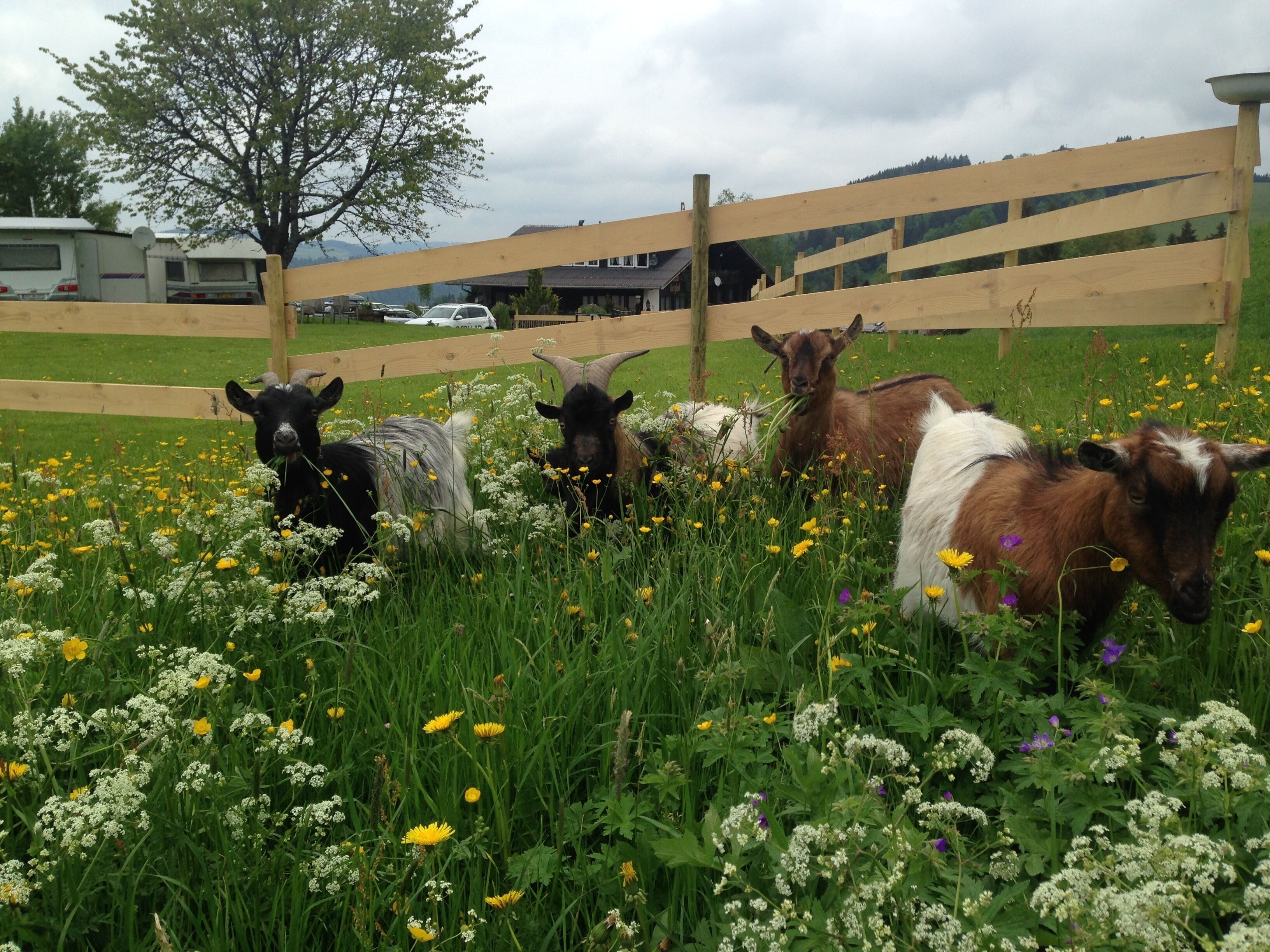 A fenced area with goats grazing in a field of wildflowers.