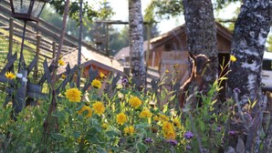 A wooden fence with a metal lantern post, surrounded by yellow flowers and birch trees. - comfortable (Riefensberg)