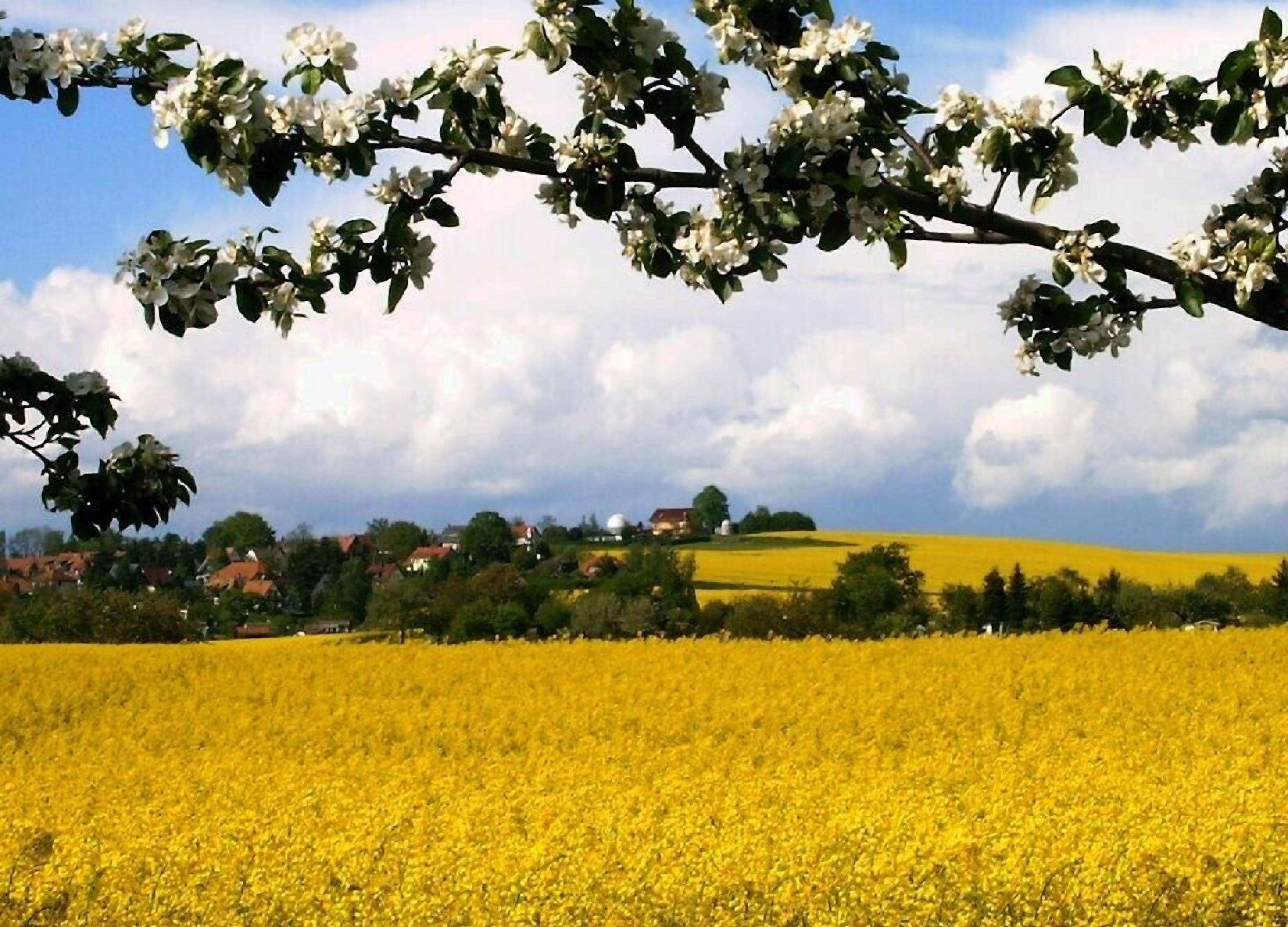 A rural landscape with a field of yellow flowers, a tree branch with white flowers, and a village in the background.