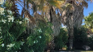 Una piscina con agua azul cristalina, rodeada de exuberante follaje y una palmera.