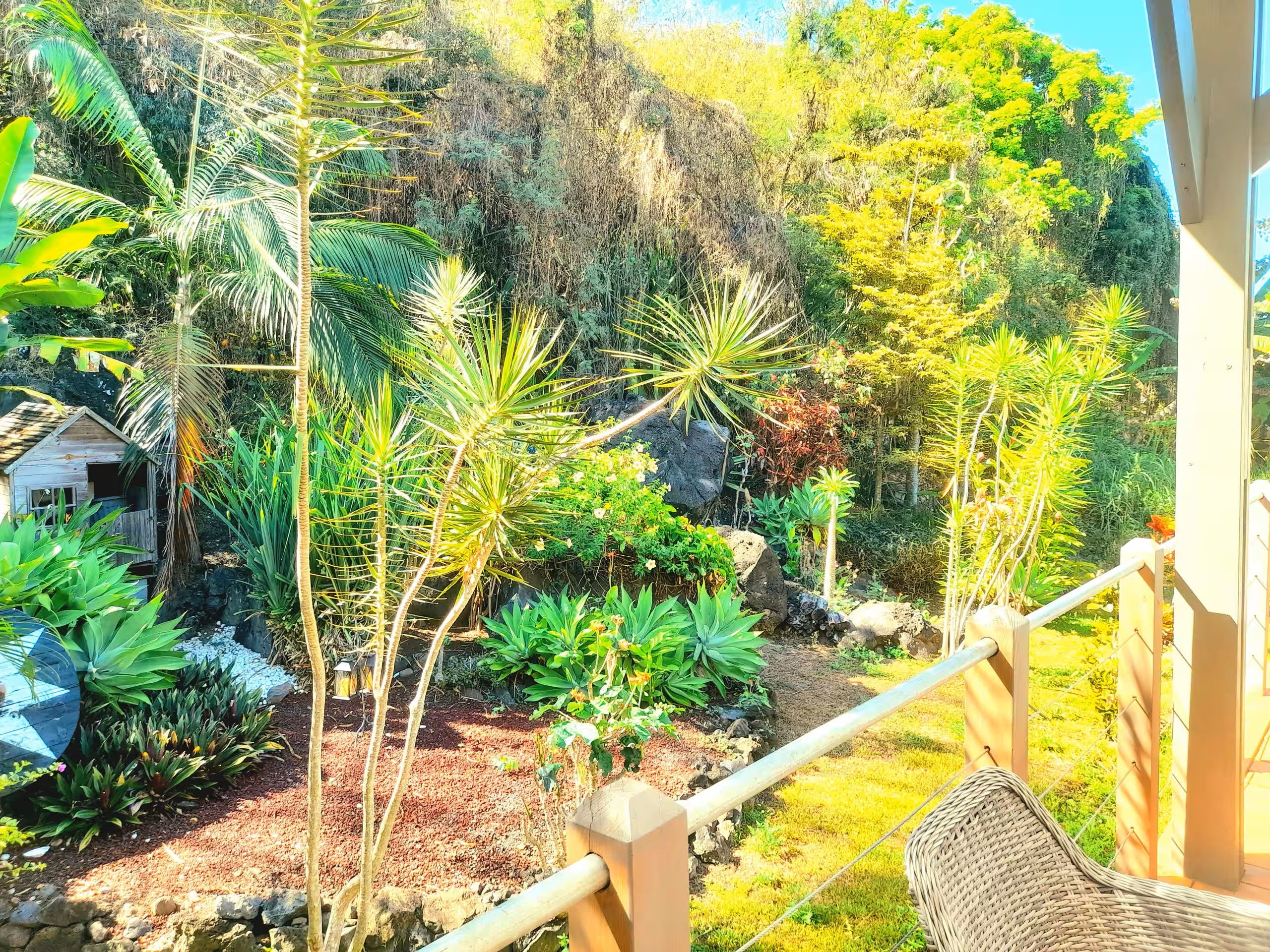 Un jardin avec différentes espèces de plantes et une petite construction en bois.