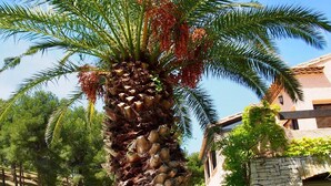 A palm tree with red fruits, a stone wall, and a pool area.