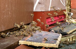 A beehive with multiple frames and bees on the roof and around the hive. - Holidays in the center of the biosphere reserve Burg im Spreewald (Burg (Spreewald))