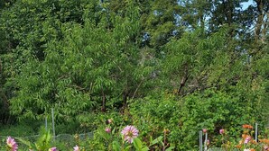 Ein Garten mit blühenden Pflanzen und einem Zaun.
