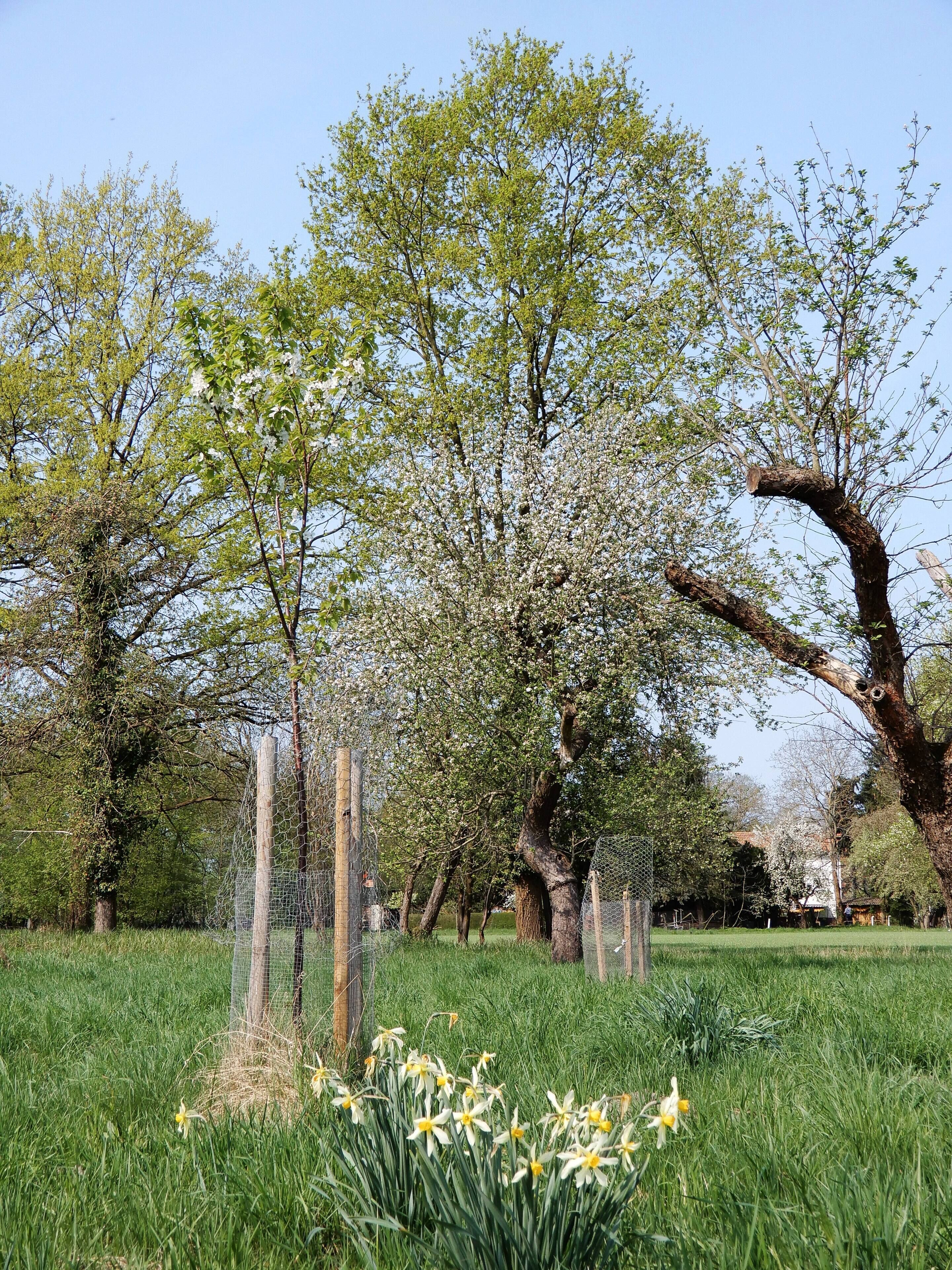 Een begroeid veld met bomen en een draadhek.