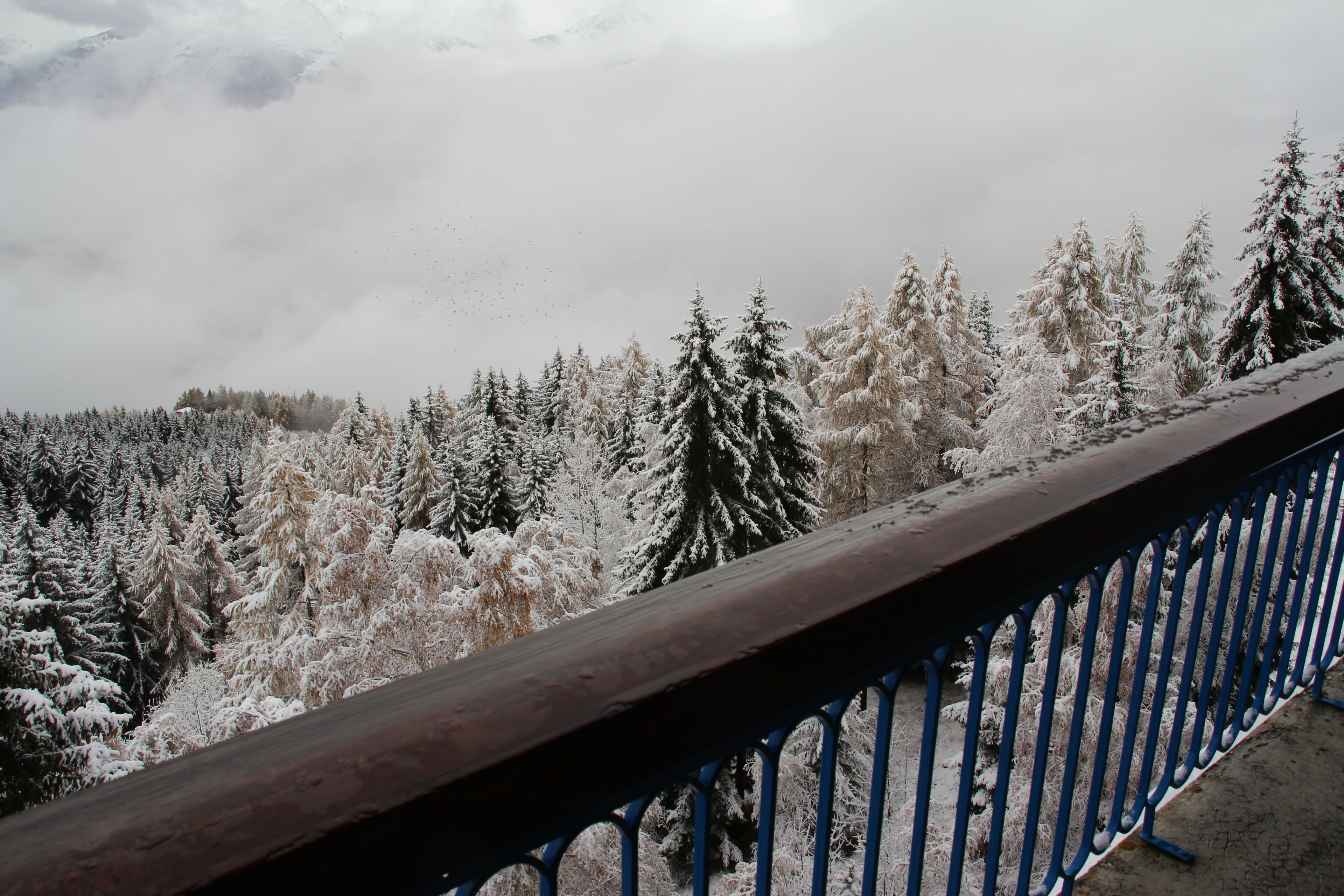 A snowy forest with a wooden railing and a metal fence.