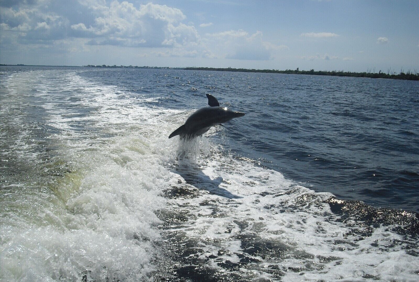 A dolphin jumping out of the water near a boat.