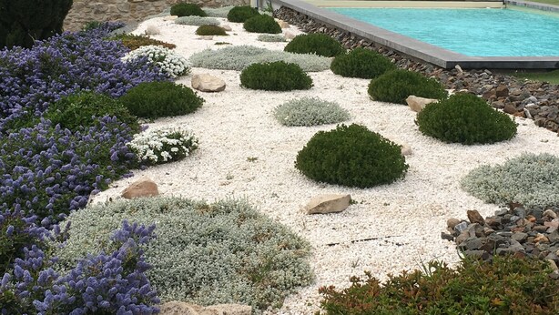A landscaped garden with a swimming pool, surrounded by various shrubs and a stone wall.