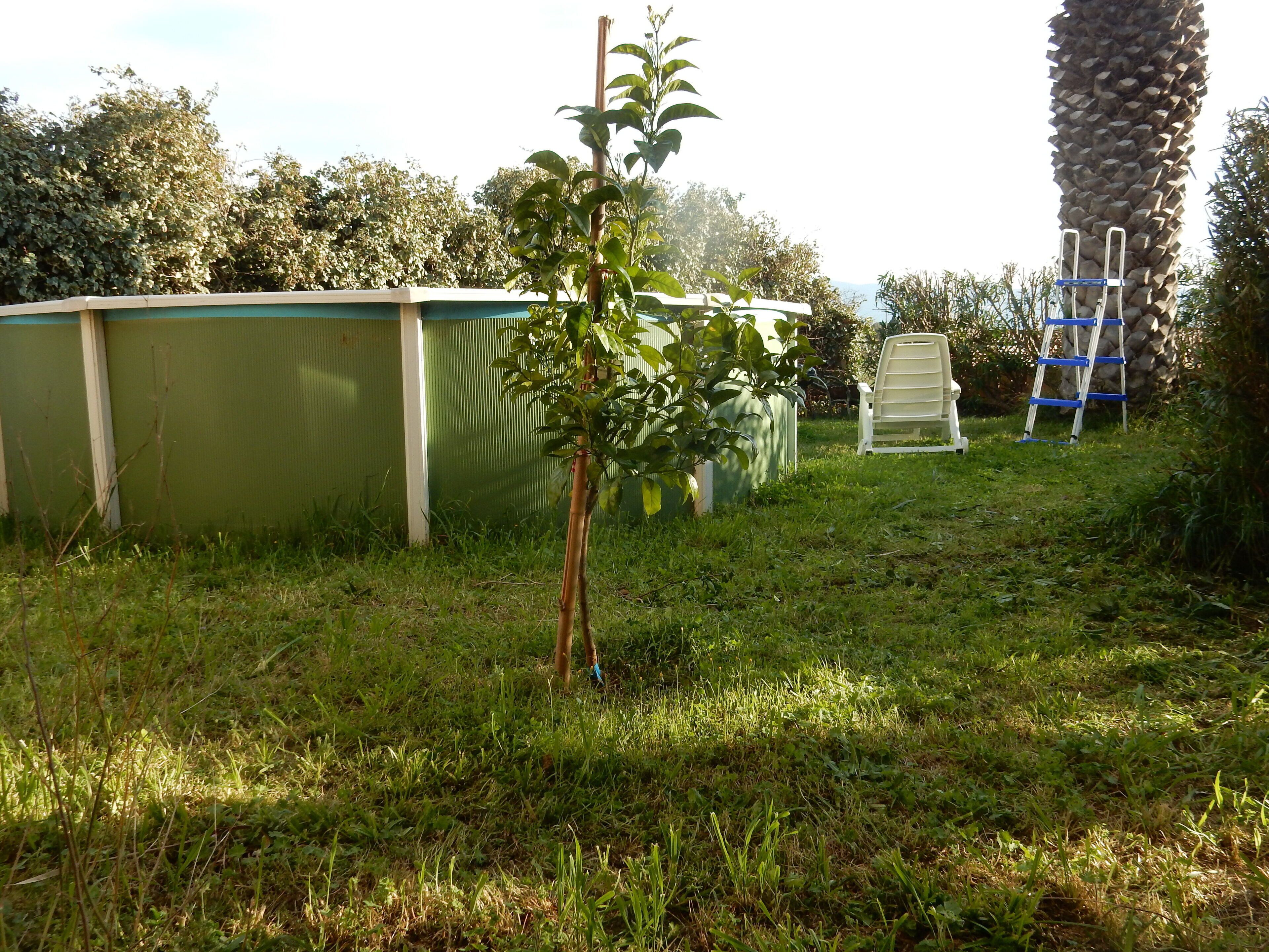 Un petit arbre se dresse dans une zone herbeuse, avec une structure verte et une échelle en arrière-plan.