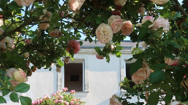 Ein Garten mit einem Rosenbogen, der zum Eingang eines Gebäudes führt.