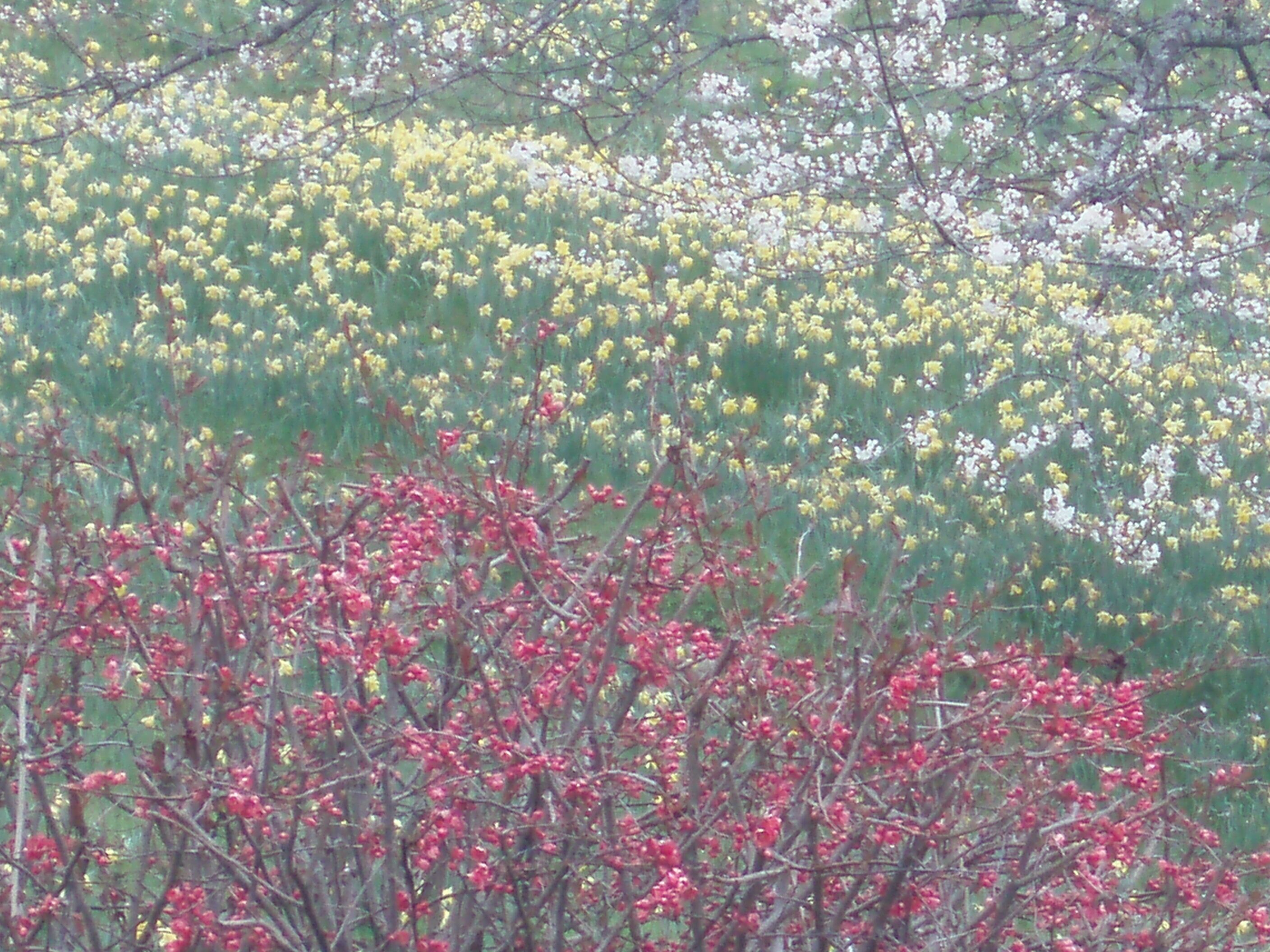 Un champ de fleurs jaunes et rouges, sous un ciel dégagé.