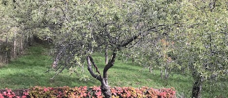 Boendeområde