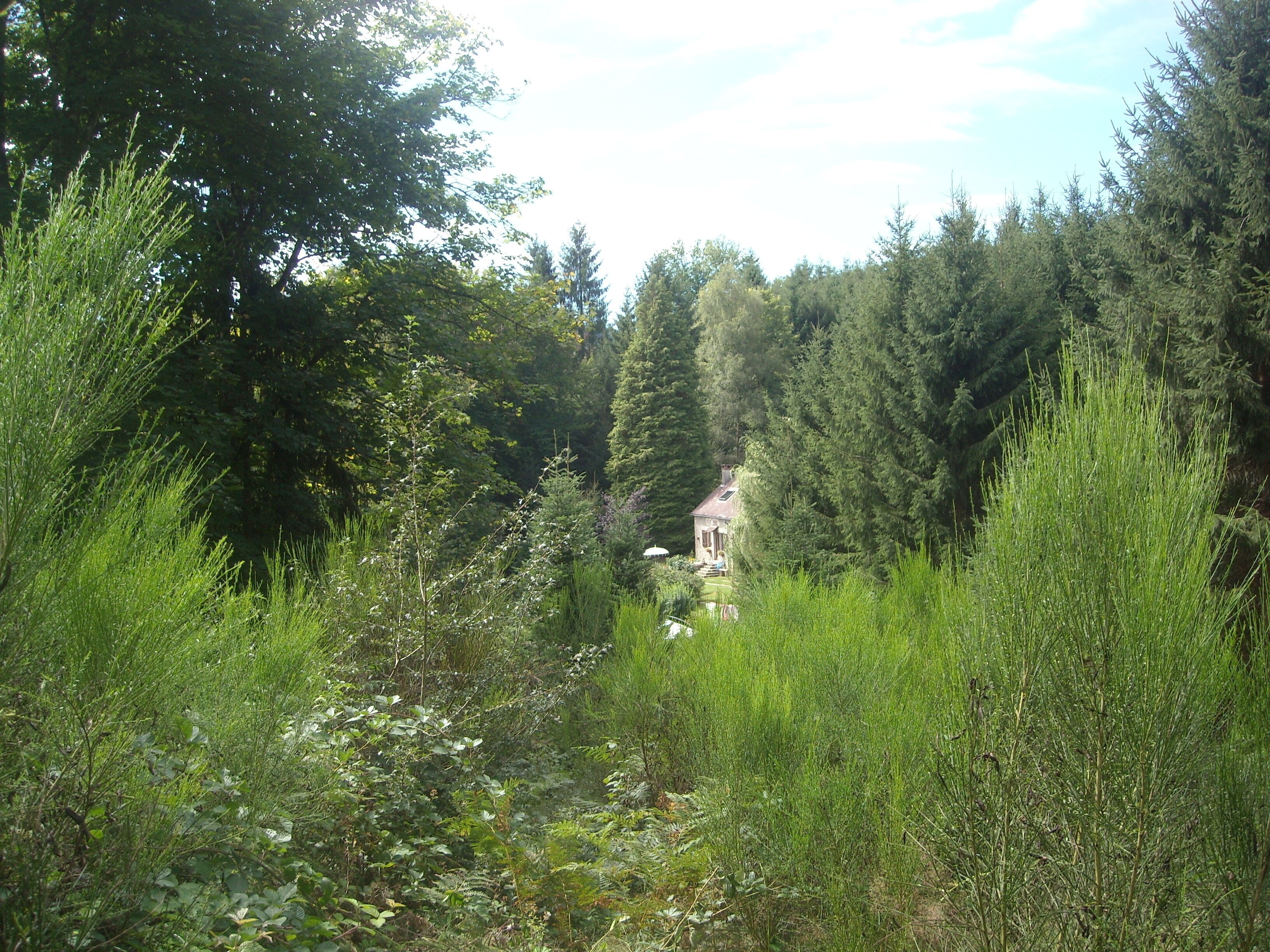 A secluded cabin surrounded by dense forest.