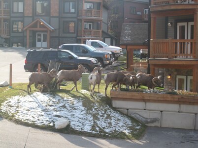 Affordable Cozy Condo in Radium Hotsprings