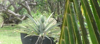 F2 Bottom corner villa with veranda and trees