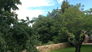 Un mur de pierre avec un arbre dans une zone herbeuse.