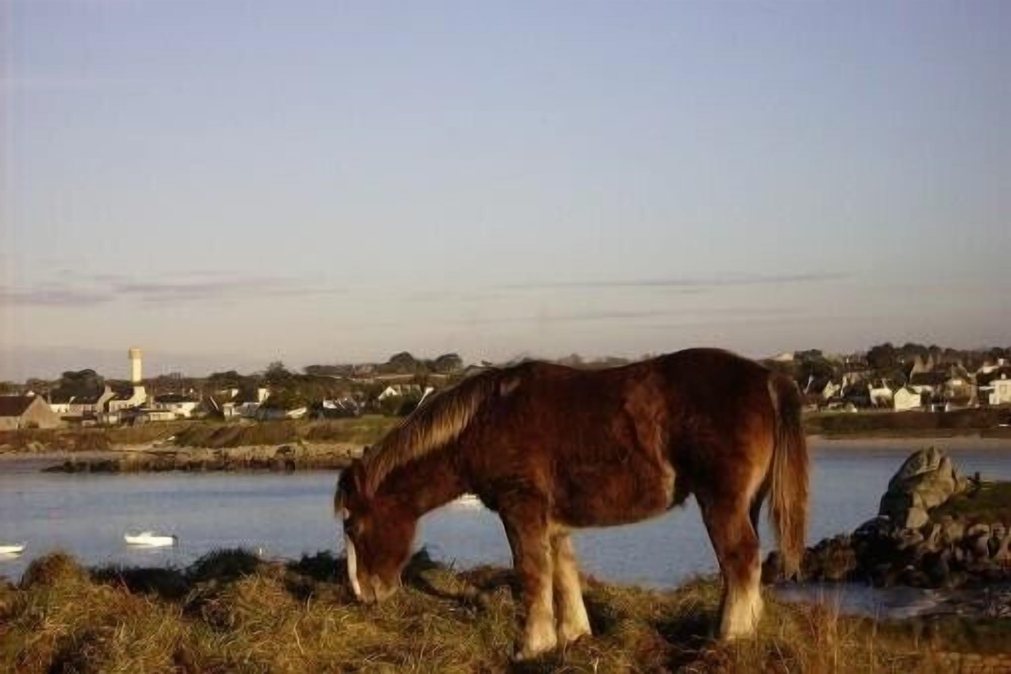 A horse grazing near a body of water with houses in the background.
