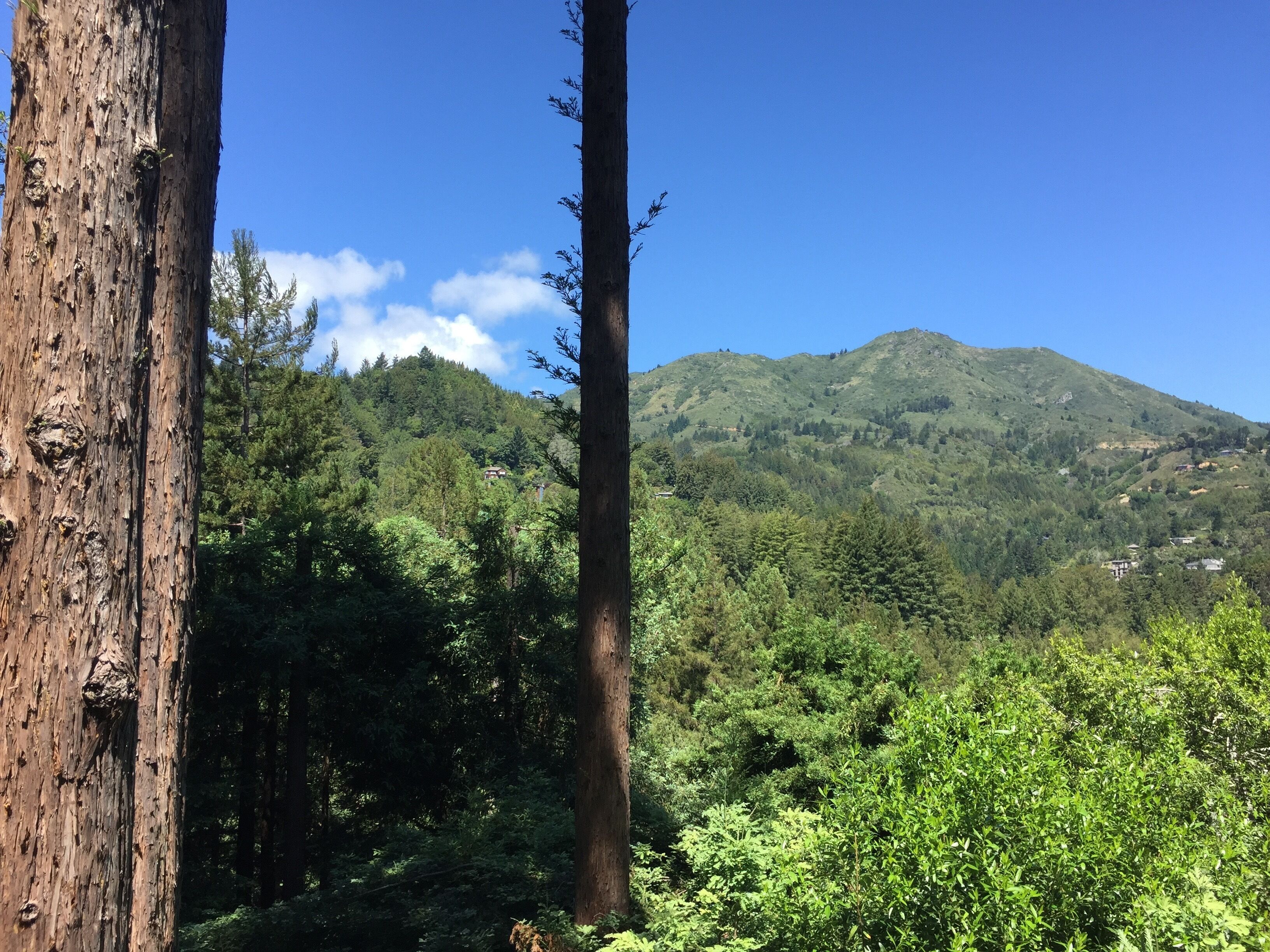 Summer sale! Beautiful Spacious, Private Mill Valley Home with a stunning view!
