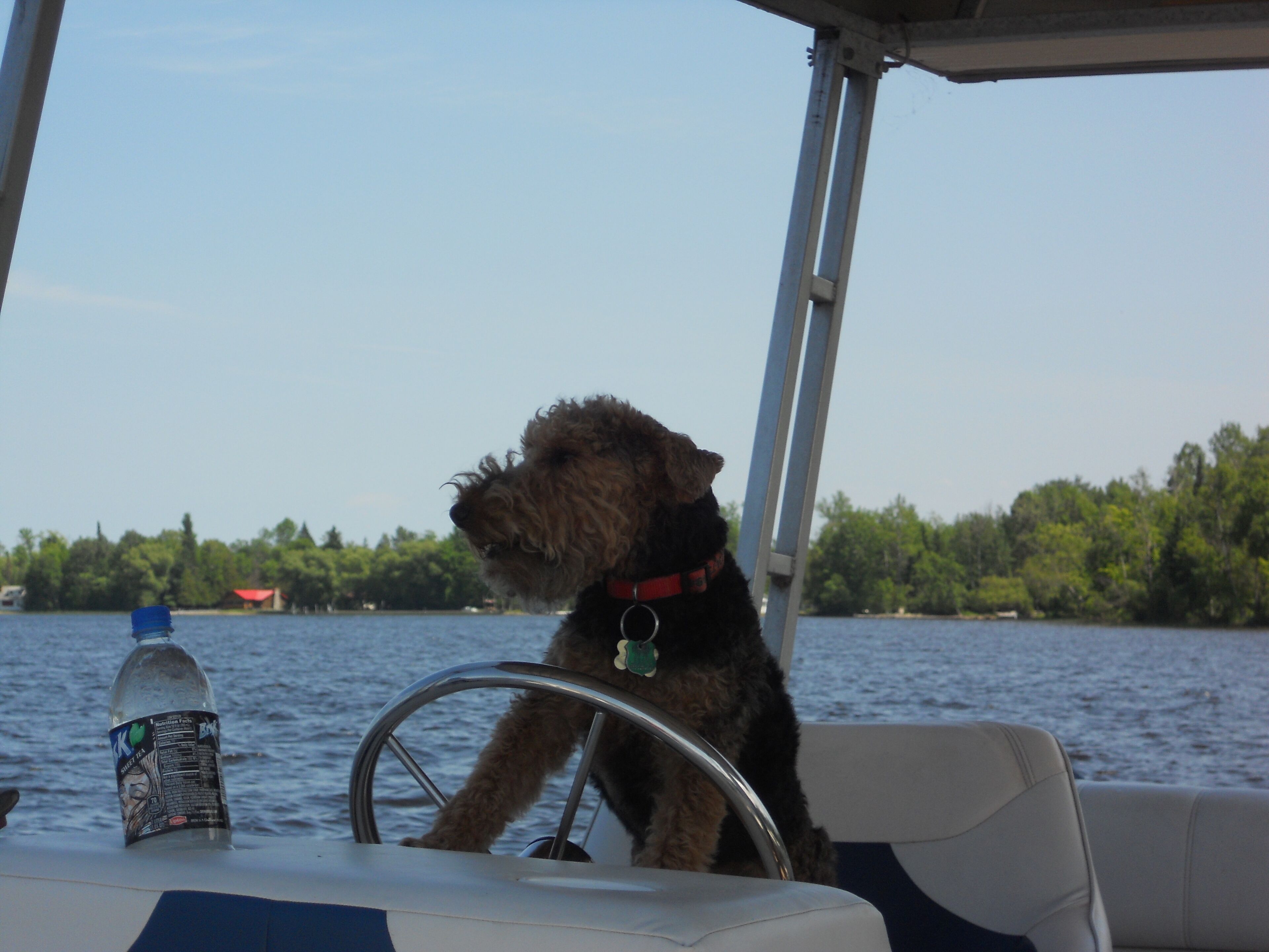 A boat with a dog on the steering wheel, water in the background, and trees along the shore.