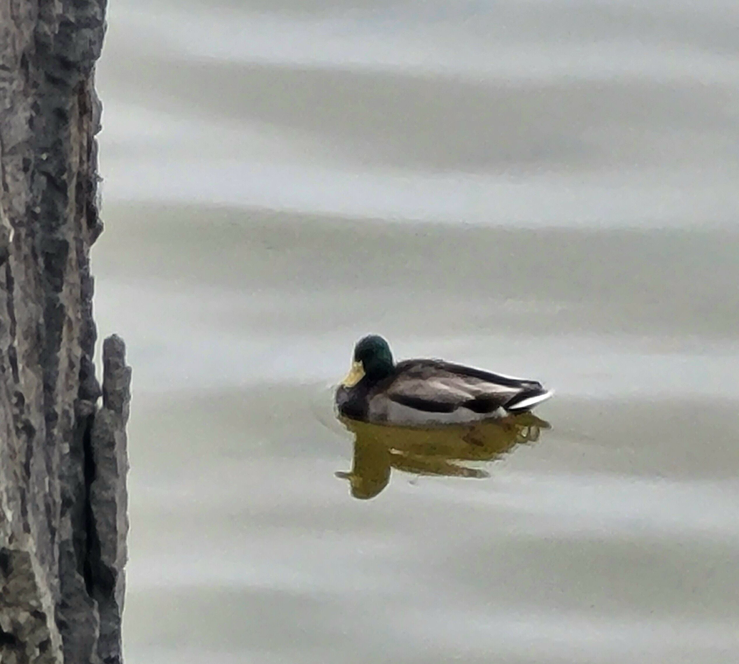 Un pato nada en aguas tranquilas.
