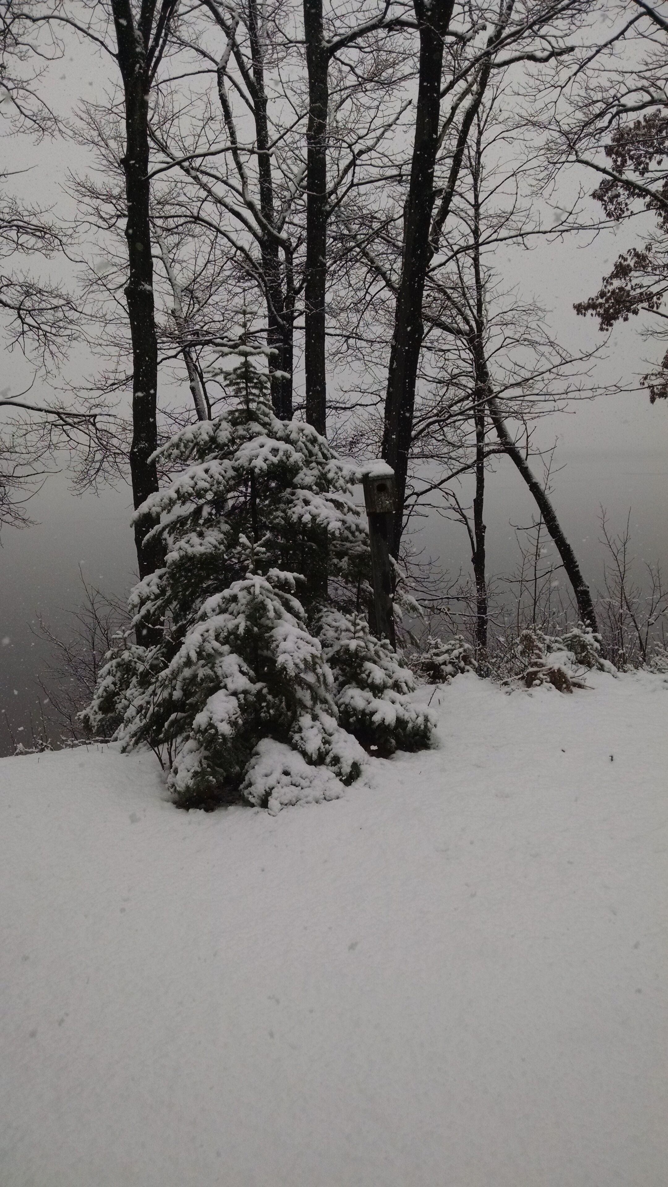 Escena nevada de un bosque con árboles altos y un arbusto cubierto de nieve.