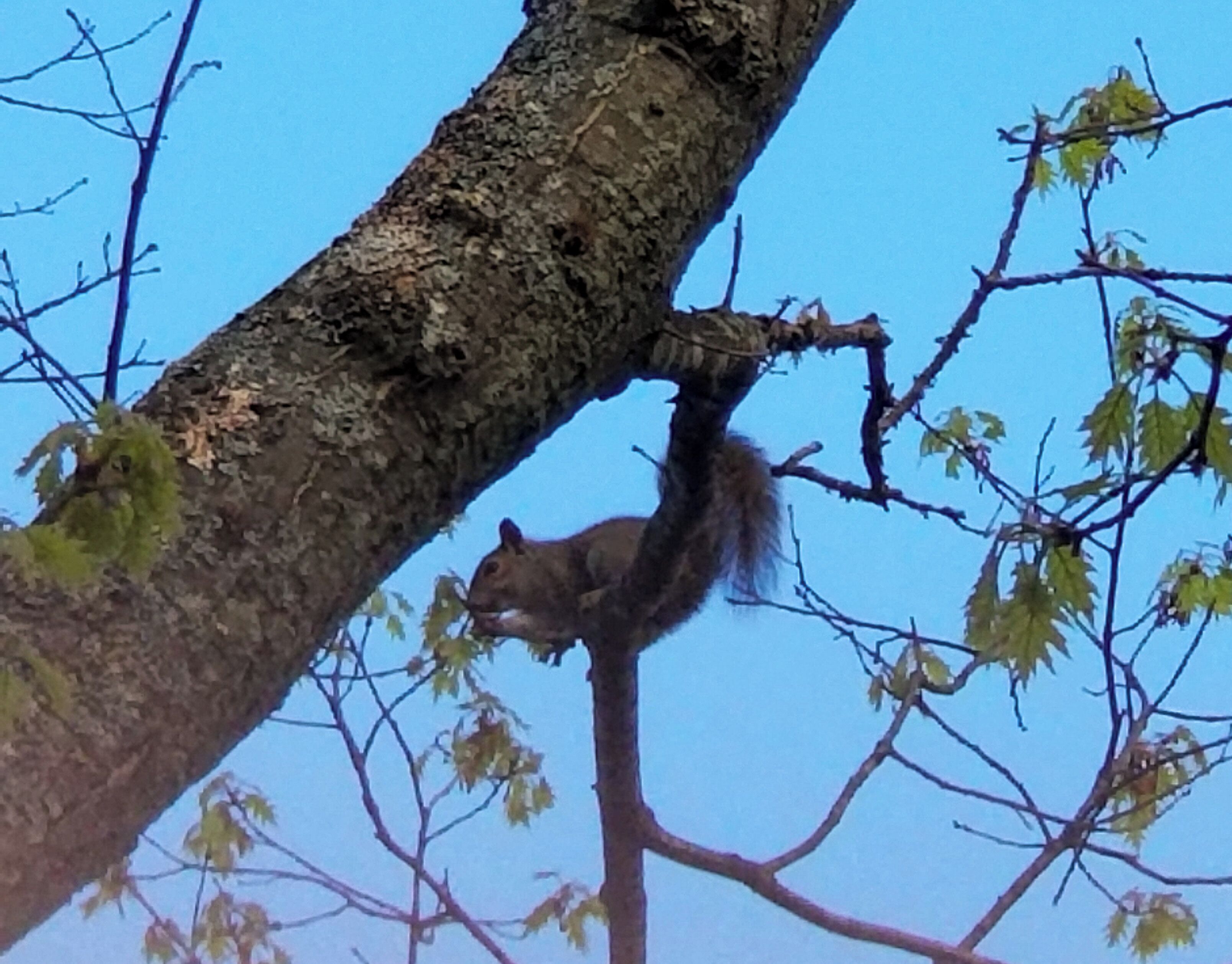 A squirrel on a tree branch.