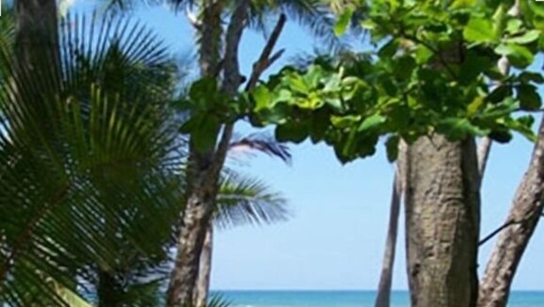 A pathway leading to a beach with palm trees and a clear view of the ocean. - Beachfront  3-Bedroom Home in Santa Teresa with AC  (Santa Teresa, Mal Pais)