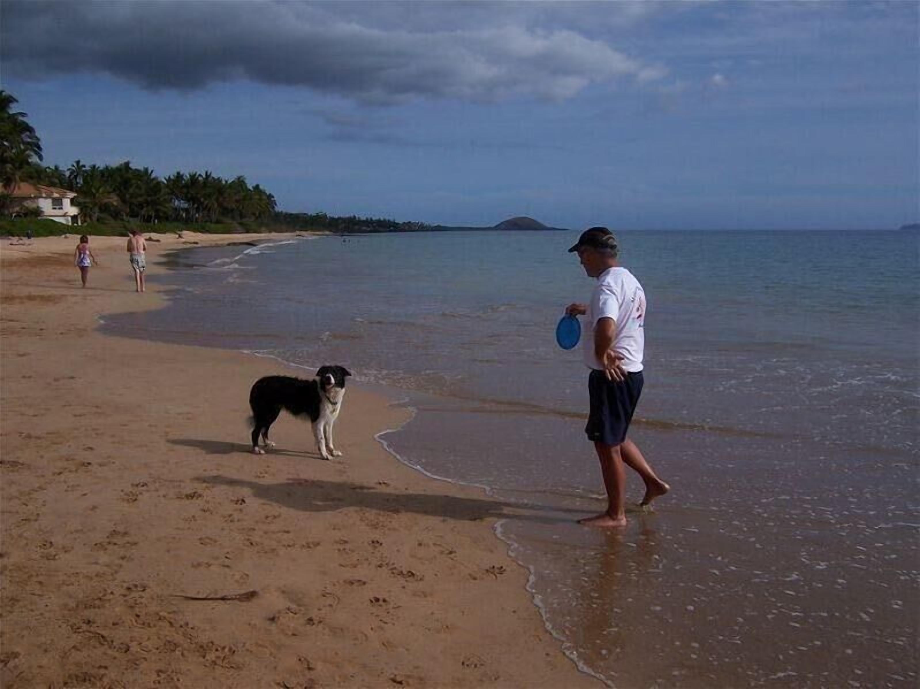 A beach scene with a person holding a frisbee and a dog standing on the sand.