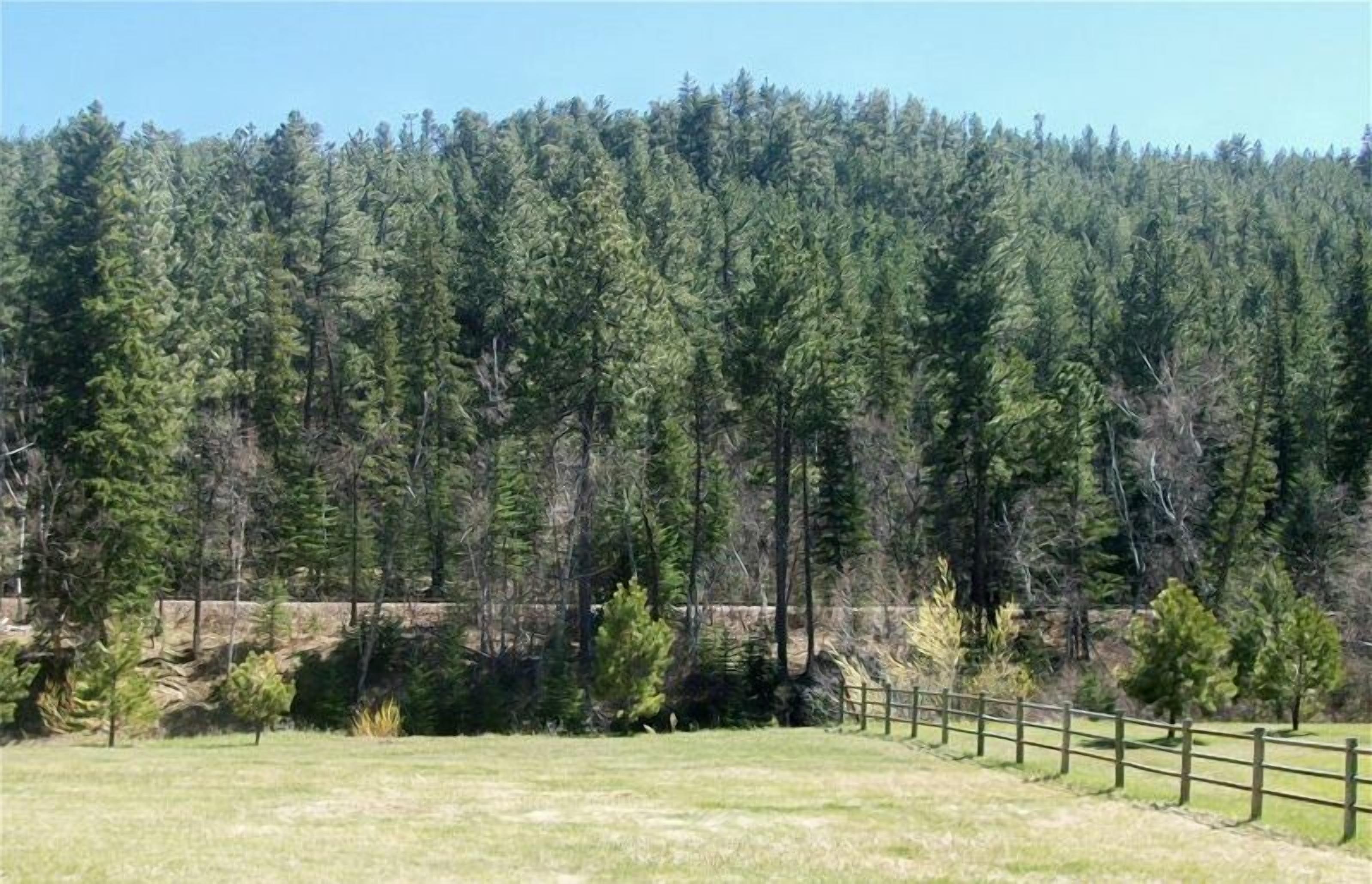 A grassy field with a wooden fence and a dense forest in the background.