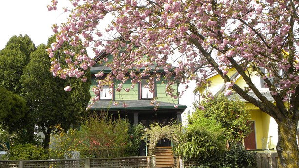 A two-story house with a green roof and pink flowering trees in front. - Beautiful Victorian Home - Central Vancouver! (Vancouver)