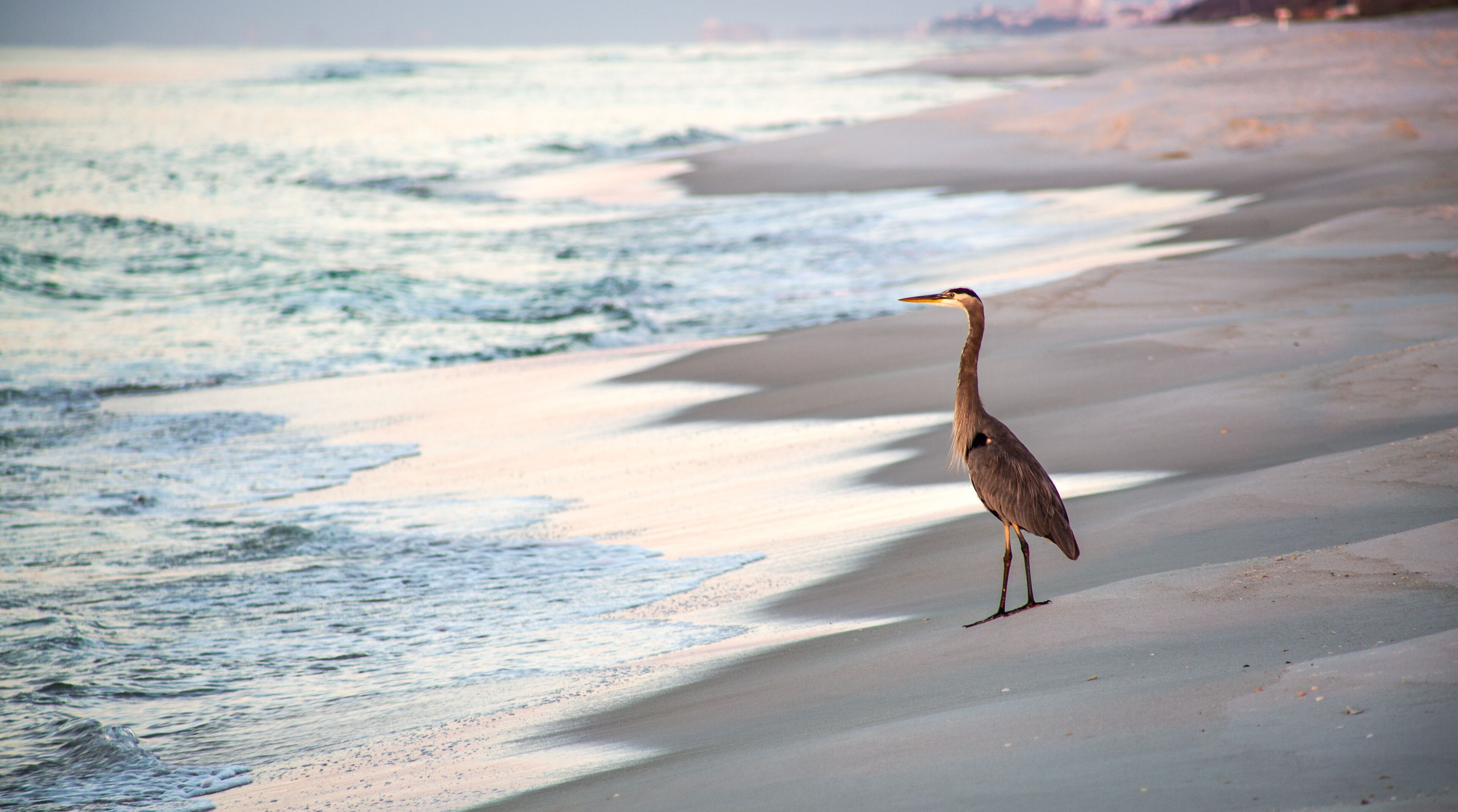 Un ave posada en una playa arenosa cerca del océano.