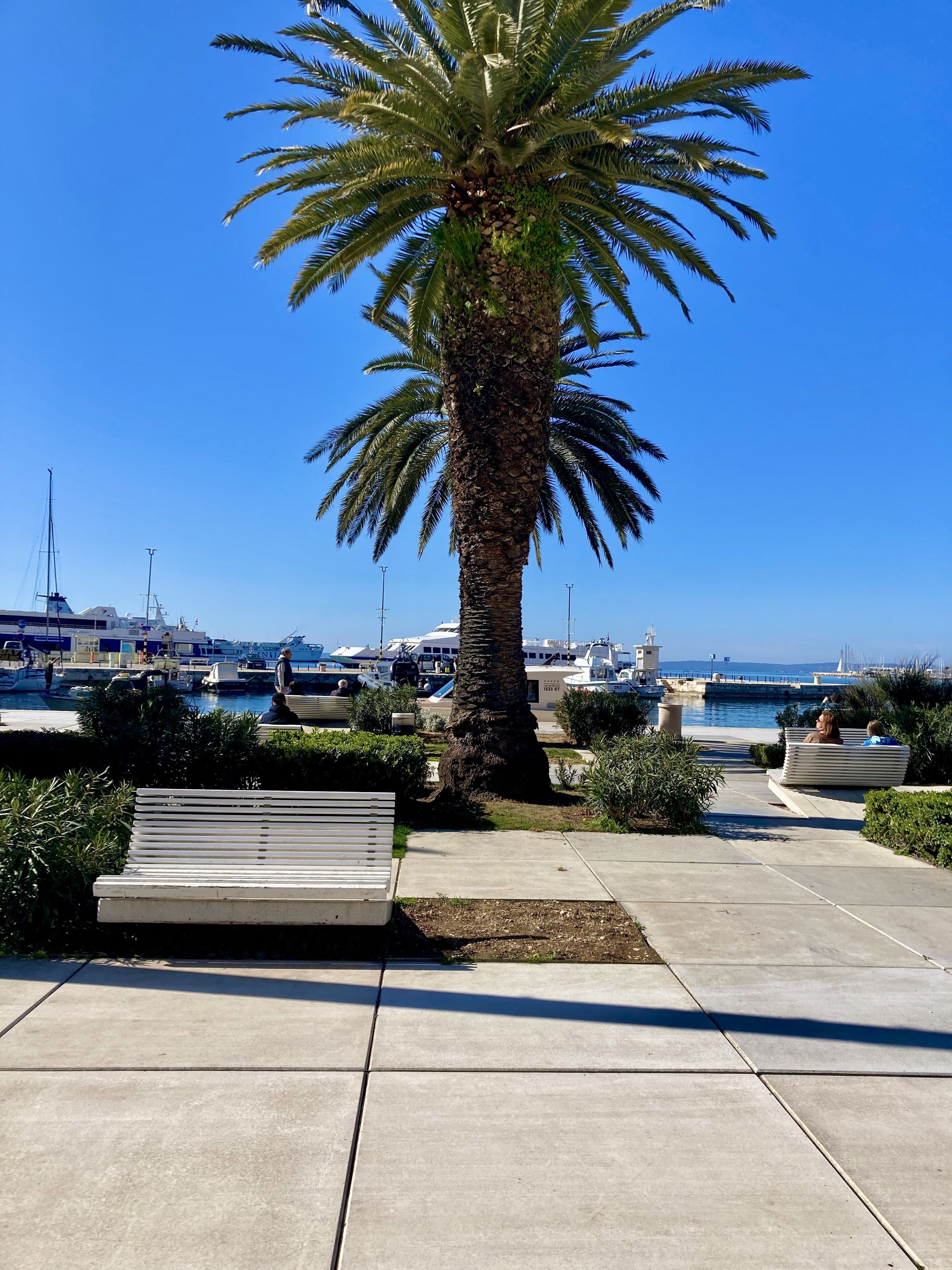 A palm tree-lined promenade with a bench and a view of boats in the background.