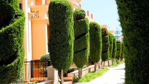 A row of neatly trimmed hedges along a pathway in front of a building with a yellow facade. - Pure luxury - apartment in Baia da Luz Resort. Walk to beach. (Praia da Luz)