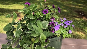 Una cabaña de madera con un porche, rodeada de un césped con mesas de picnic y una maceta con flores moradas.